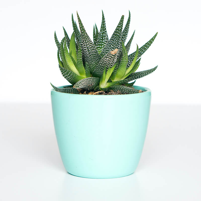 Light Pink With Flowers Vase